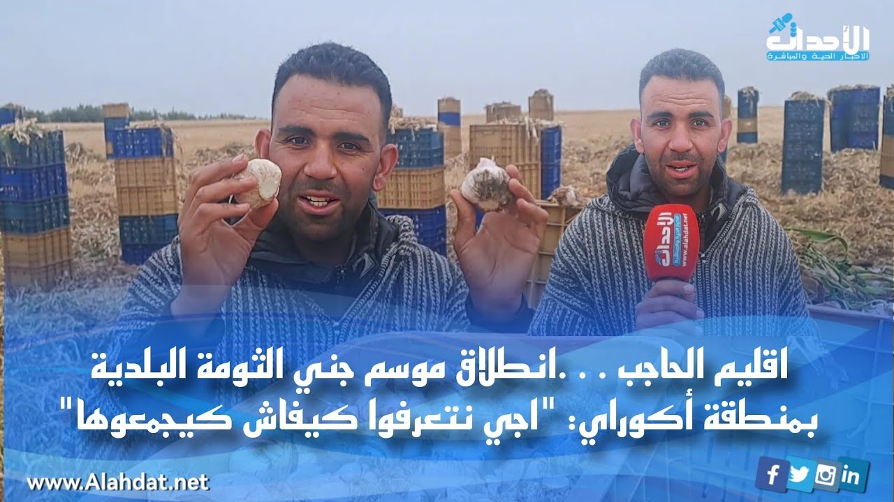 اقليم الحاجب …انطلاق موسم جني الثومة البلدية بمنطقة أكوراي: 