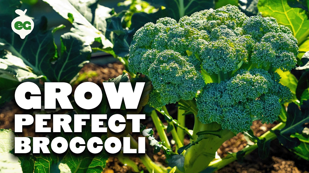 Growing Broccoli, From Seed to Harvest 🥦