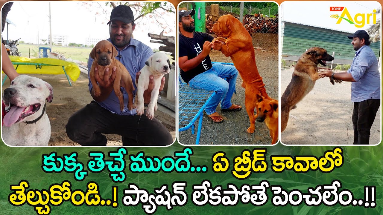Dogs Breeding | కుక్క తెచ్చే ముందే ఏ బ్రీడ్ కావాలో తేల్చుకోండి..! ప్యాషన్ లేకపోతే పెంచలేం! Tone Agri