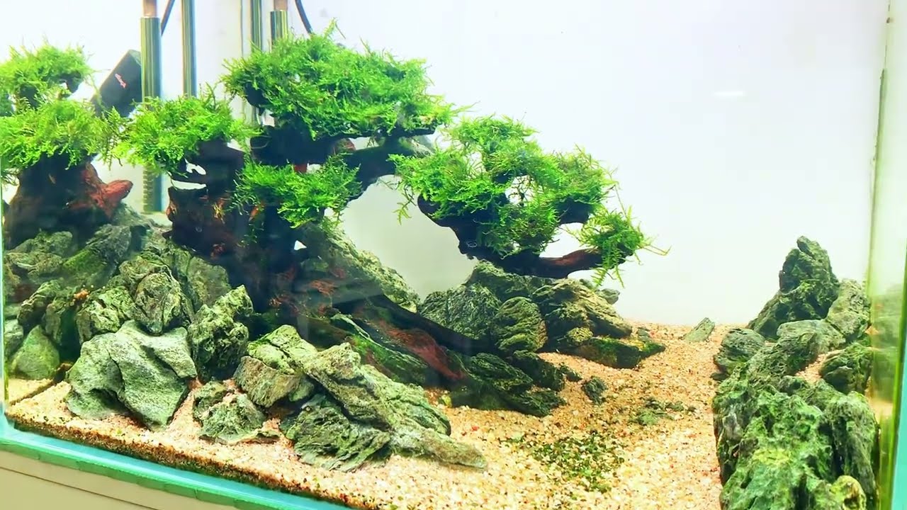 60cm fish tank landscaping, from setting up the tank to creating a scenic view