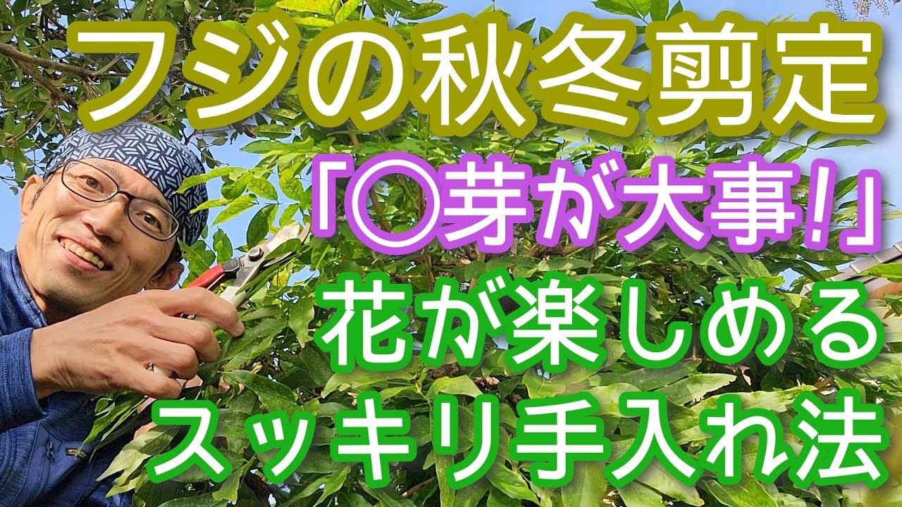 【フジの剪定(秋冬編)】スッキリなのに花が咲く手入れのポイント解説(2024年11月)🍂🎶