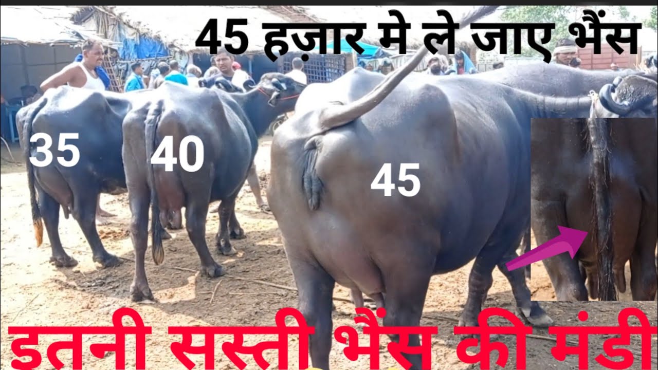 50,000 तक गाय और मुर्रा भैंस की मंडी,पशु मंडी भागलपुर,cow मंडी,पशु मंडी,पशु मेला,पशु बाज़ार