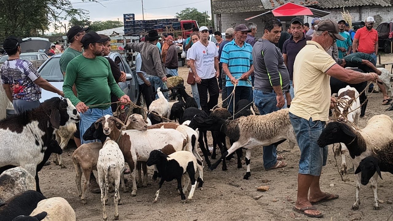 FEIRA DE CABRAS E OVELHAS EM CAMPINA GRANDE-PB 18-02-2026