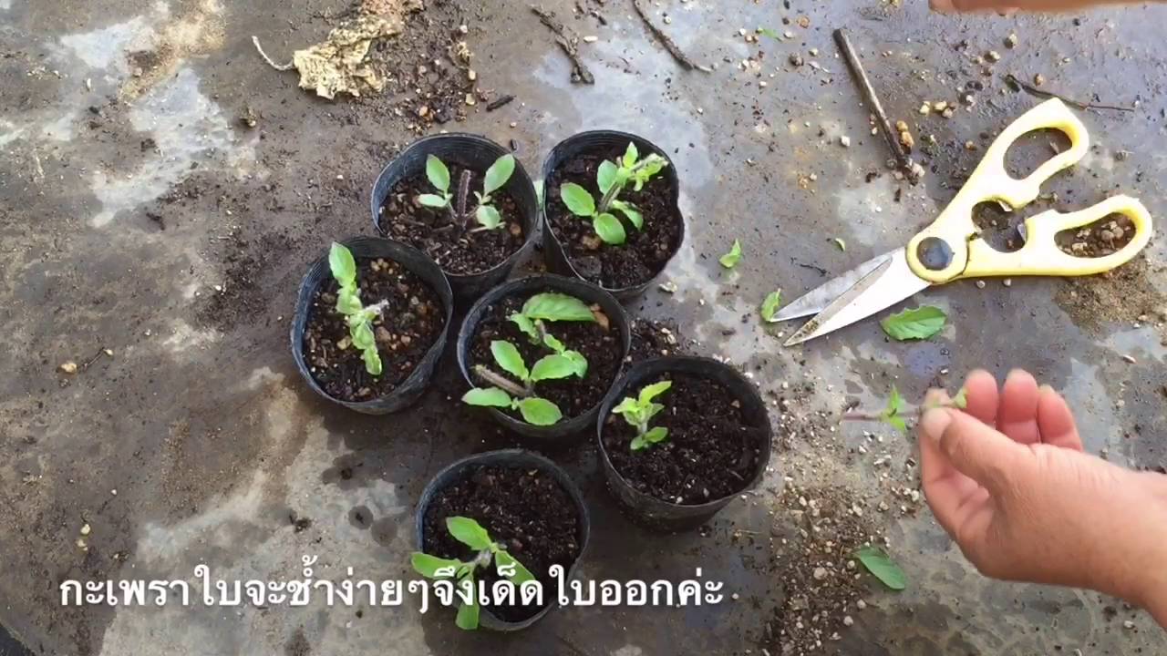 ปลูกกะเพราง่ายๆแบบไม่ต้องใช้เมล็ด 11.06.2016