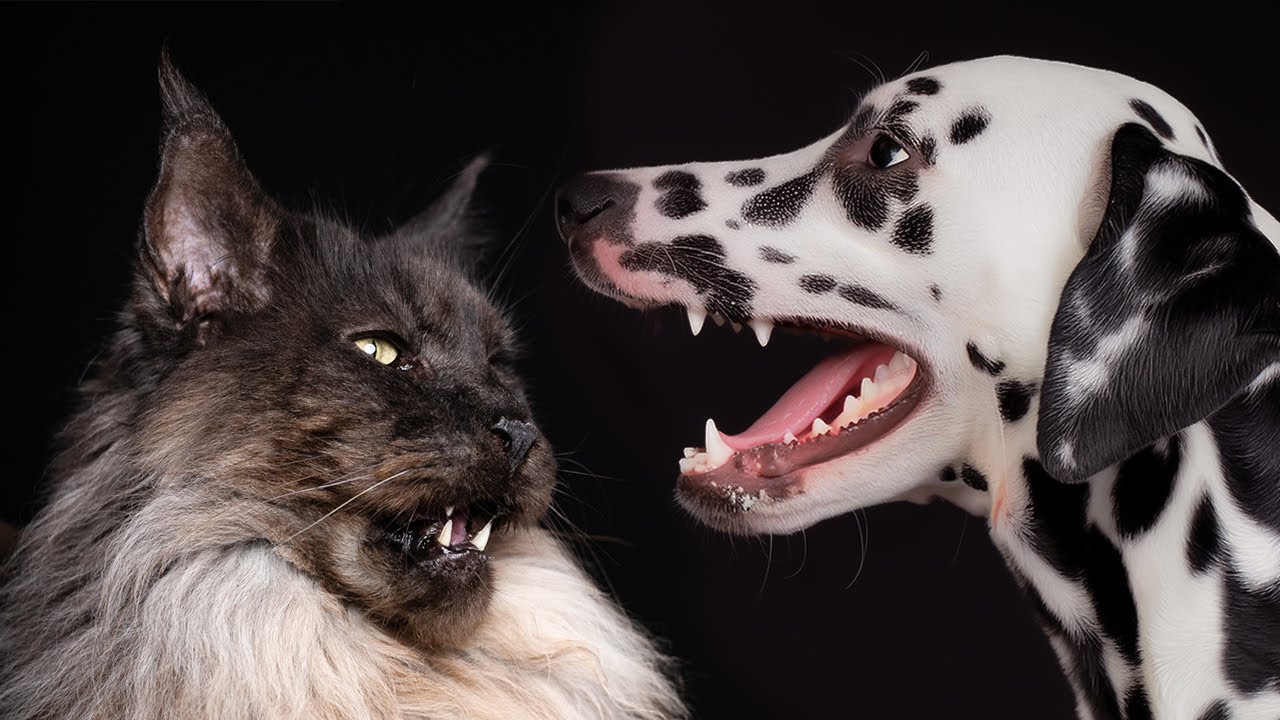 Maine Coon cat vs Dalmatian dog.