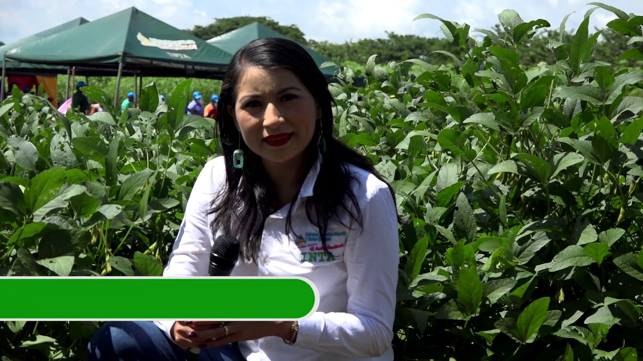 INTA Proyecto Kopia Nicaragua en cultivo de Soya