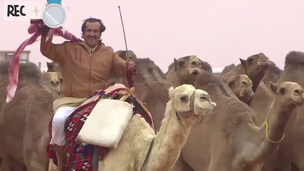 منقية #كايدات_المعيض تحصد المركز الثاني فئة سيف الملك لون الشعل لمالكهانواف بن مناحي بن معيض العتيبي