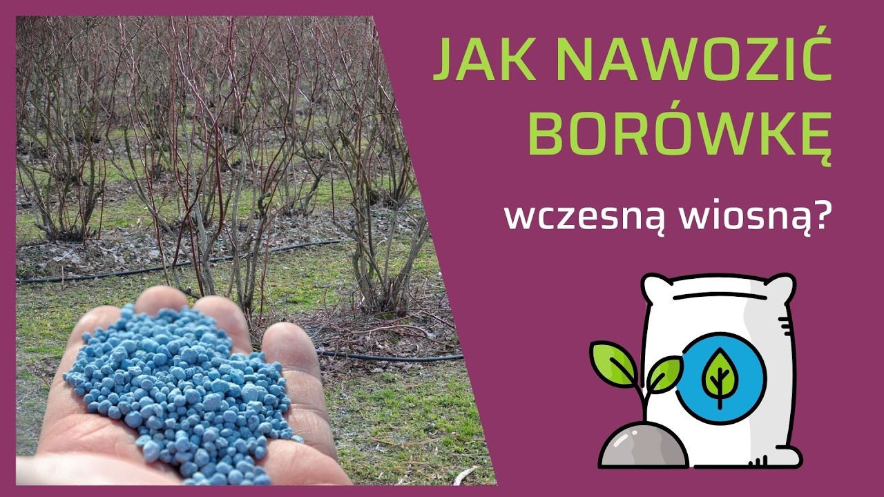 Wiosenne nawożenie borówki wysokiej w celu regulacji odczynu i dostarczenia składników pokarmowych