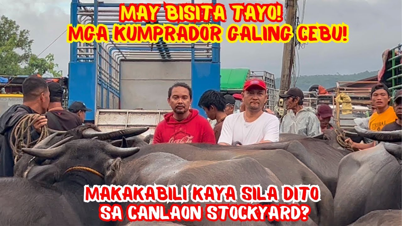MAY BISITA TAYONG MGA KUMPRADOR GALING CEBU! MAKAKABILI KAYA SILA DITO SA CANLAON STOCKYARD?
