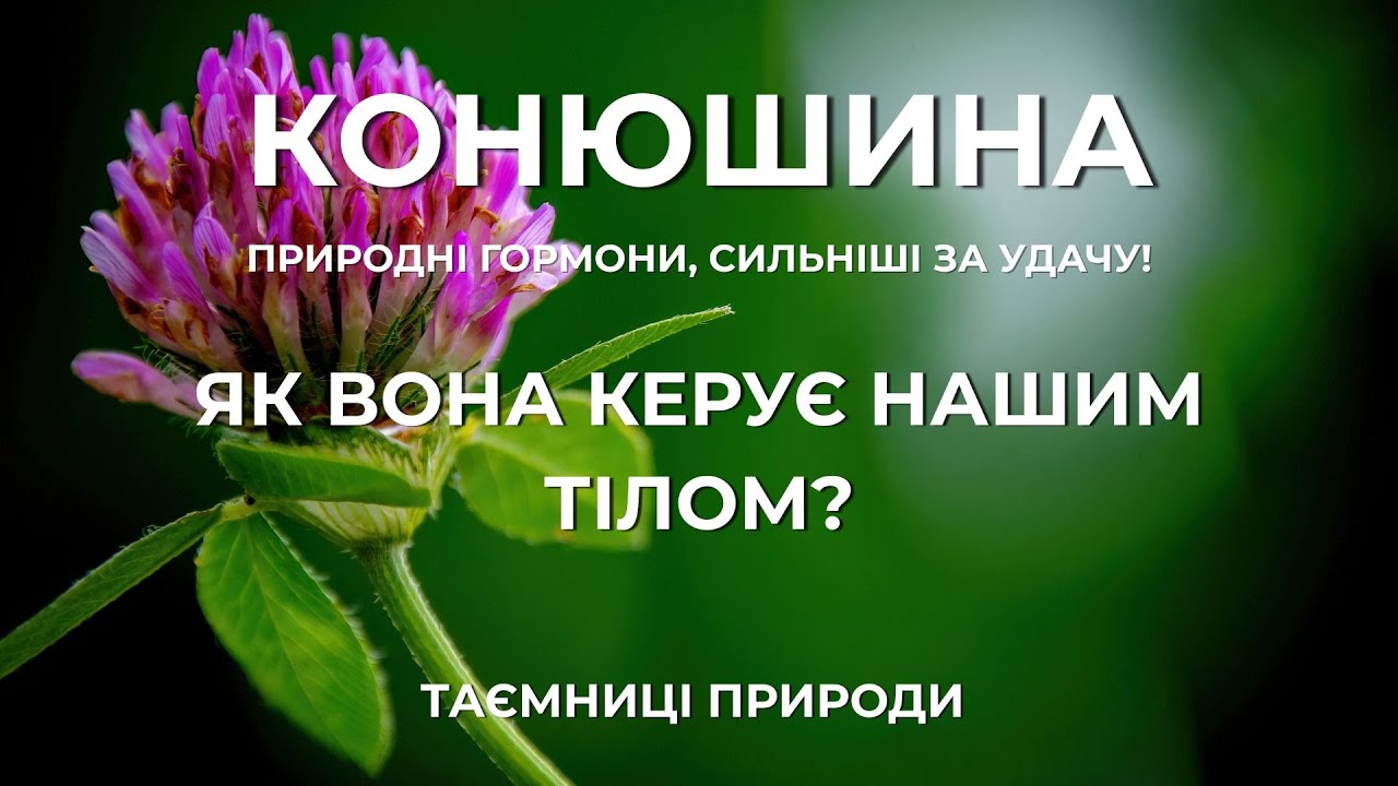 Конюшина: Більше, ніж удача. Яка природна сила прихована у звичайній траві? Природні гормони