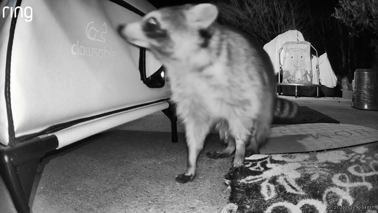 Vultures or Raccoons, #505,