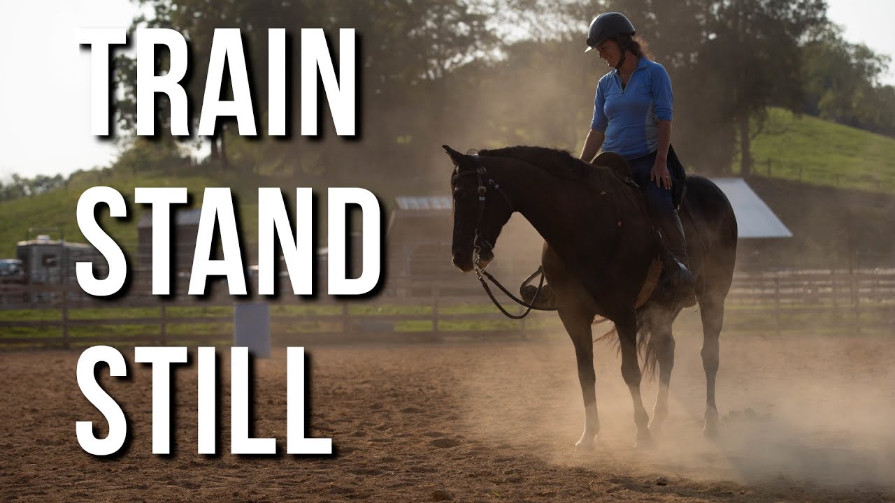 Train horse to STAND STILL!