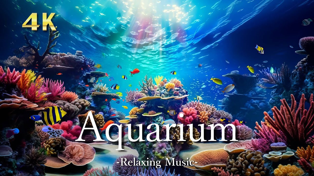 ４Kアクアリウム【リラックス音楽】サンゴ礁に住む熱帯魚とウミガメ 🐠｜8時間リモート水族館｜Relaxing Music ＆ UHD  Aquarium Video