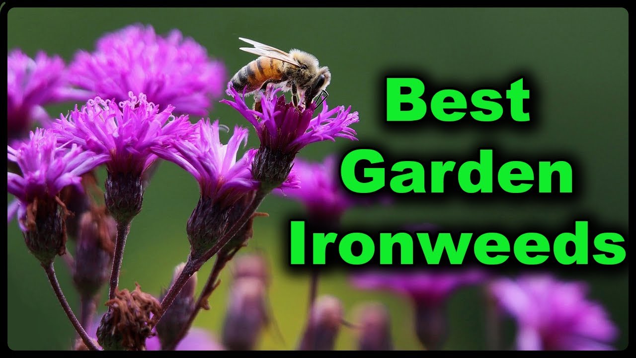 Butterfly Garden Ironweeds – Definitive Guide!