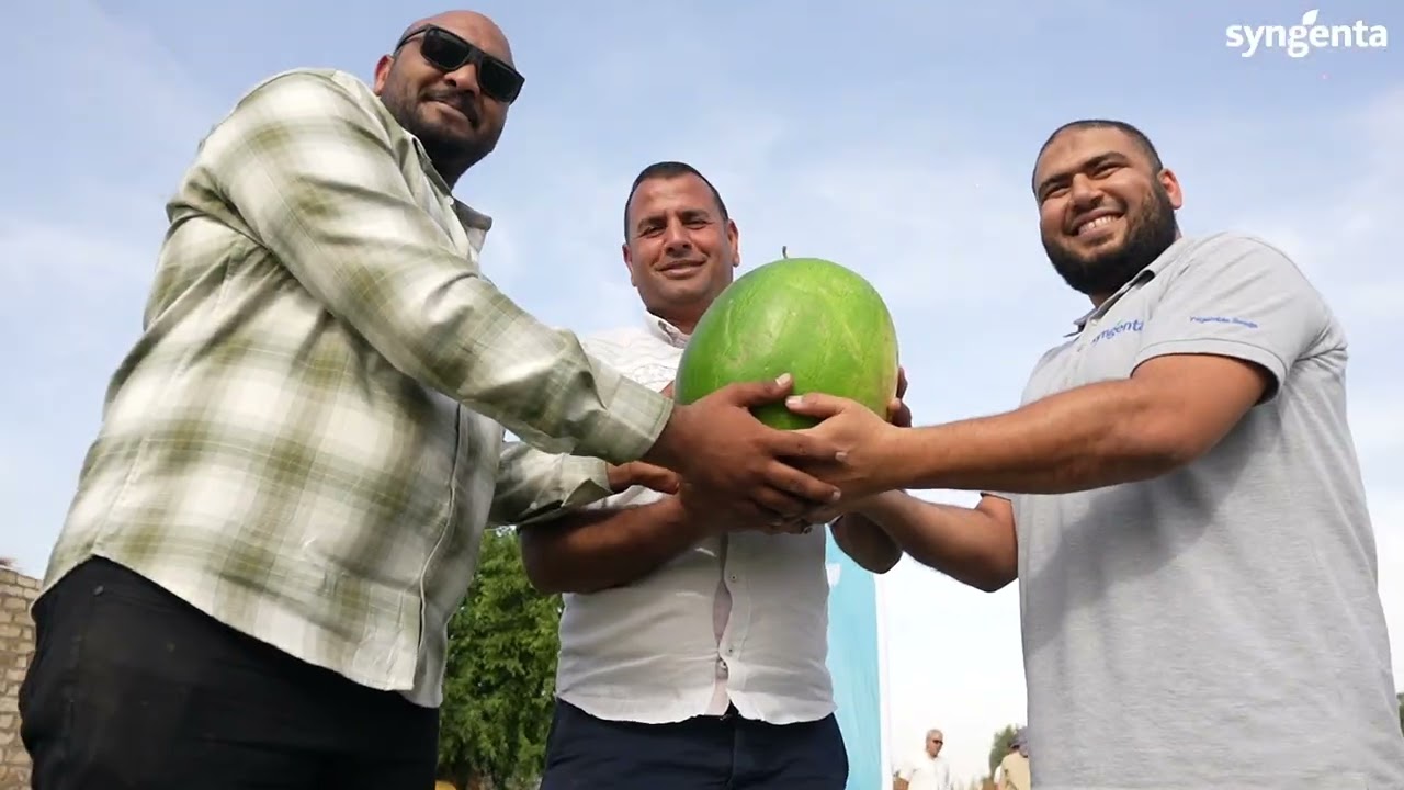 Holofira Watermelon - Syngenta Egypt