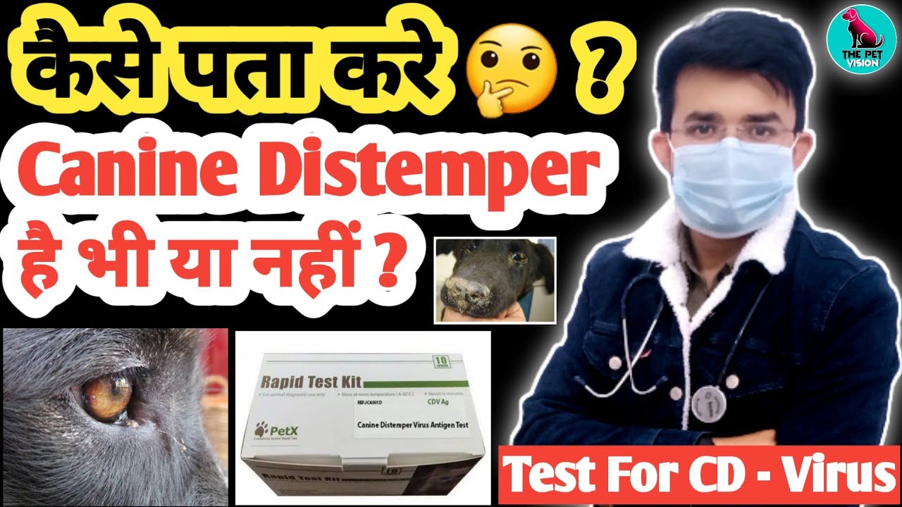 कैसे पता करें 🤔 Canine Distemper है या नहीं ? || Canine Distemper In Dog || Diagnosis Of CD Virus