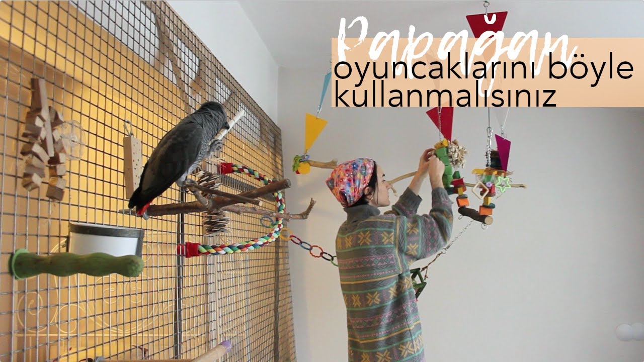 Papağanınız Oyuncaklarla Oynuyor Mu? Papağan Oyuncakları Nasıl Olmalı?