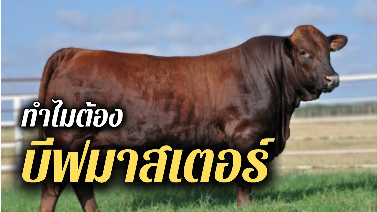 ทำไมต้อง บีฟมาสเตอร์ #บีฟมาสเตอร์ #วัว #พ่อพันธุ์วัว #วัวเนื้อ