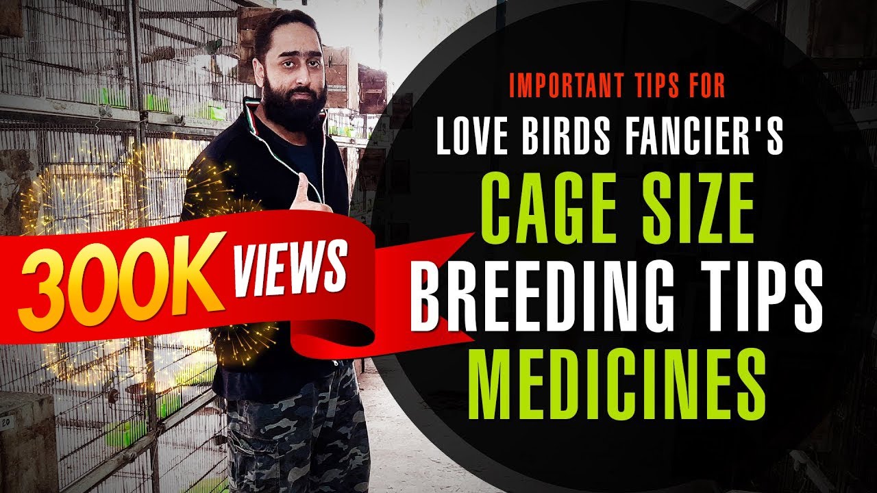 Important Tips For Love Birds Fancier's Like Cage Size, Breeding Tips, Breeding Medicine