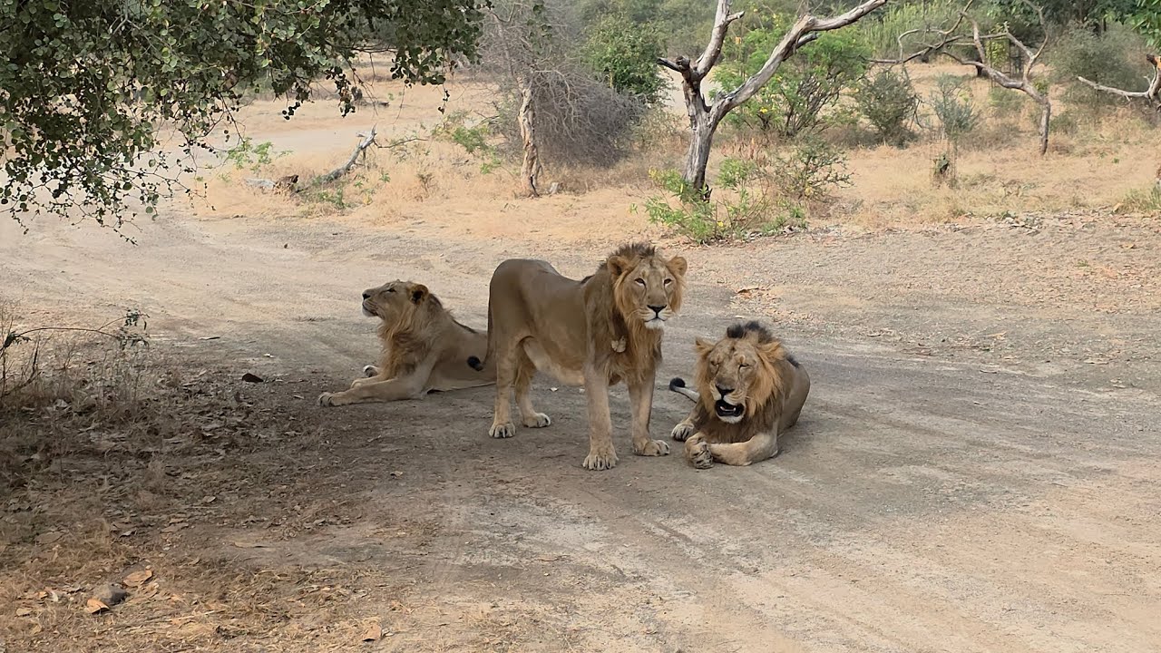 Gir Lion Life