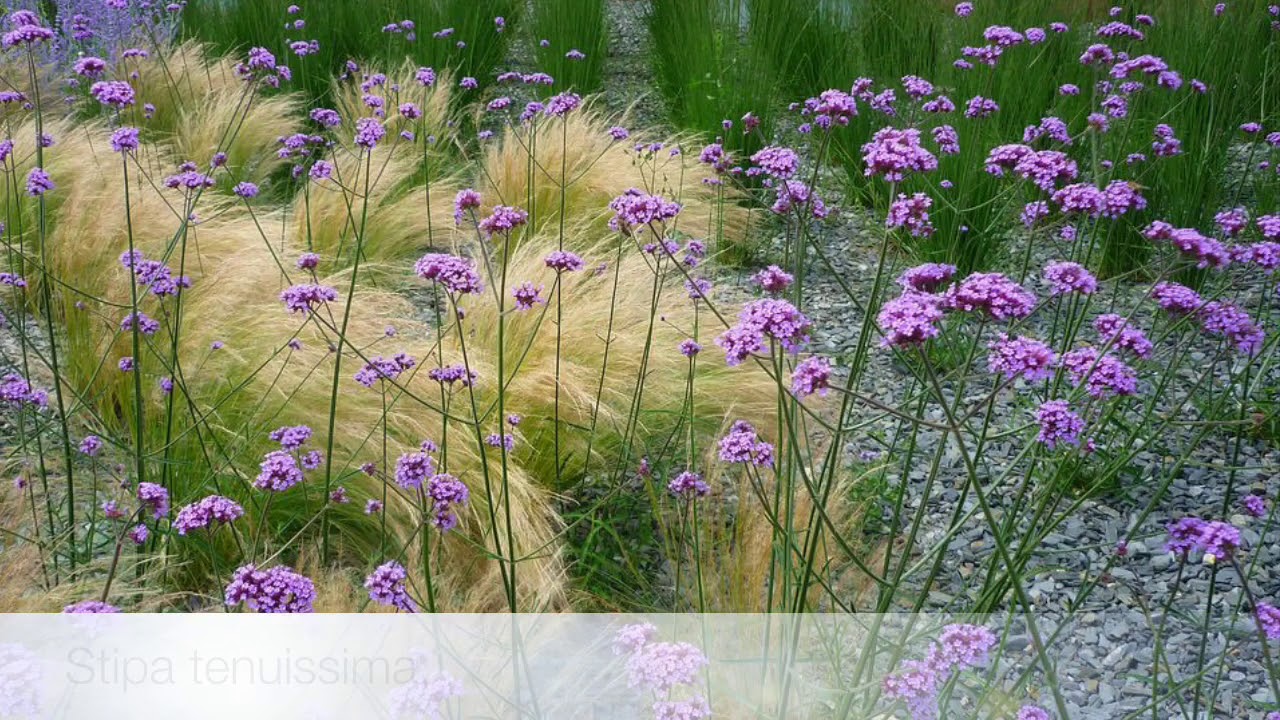 Verbena bonariensis