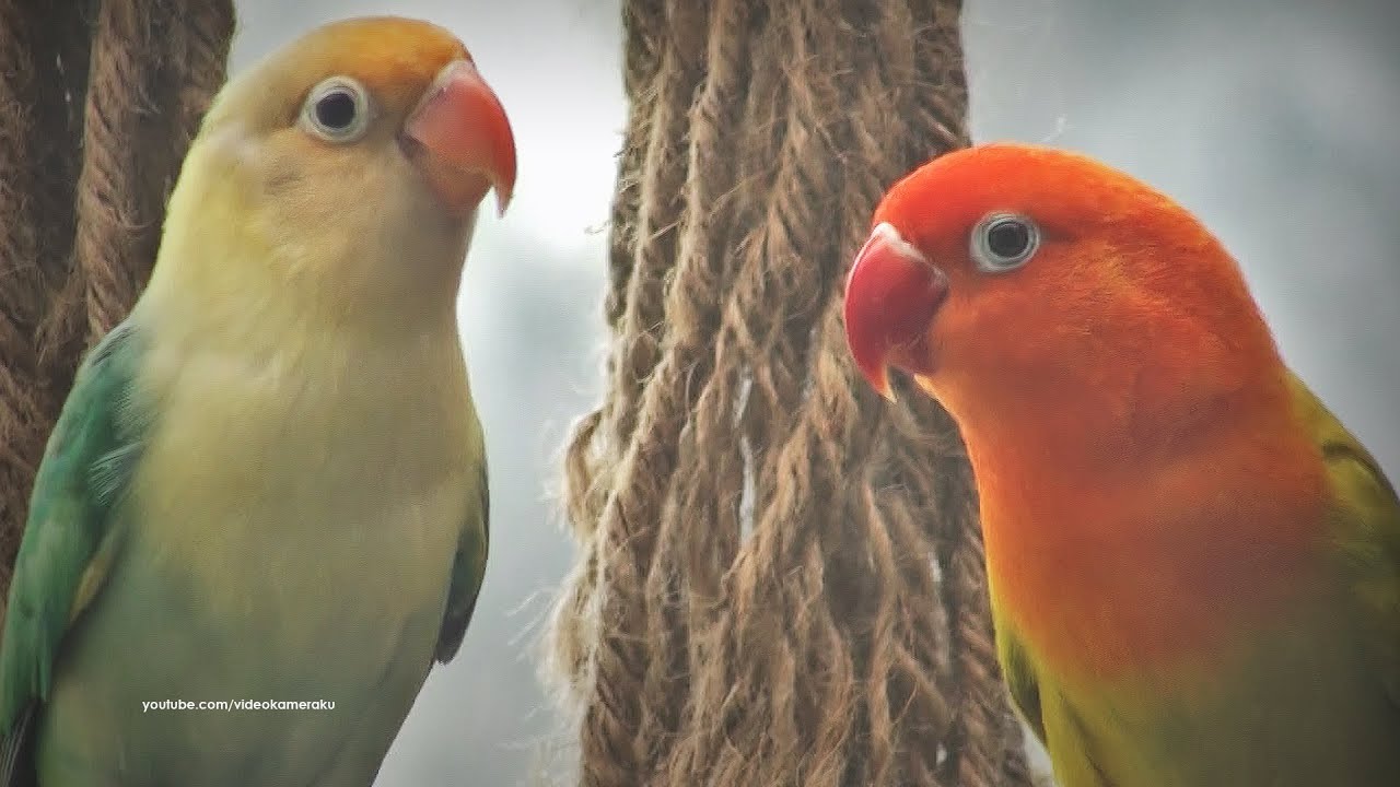 Lovebird Sound: Male & Female Lovebird, Orange Head and Yellow Head, Part 2