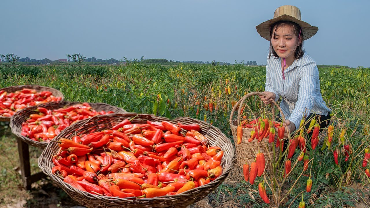 Harvesting Red Pepper In Homeland | Cooking & Making Red Pepper Paste Recipe