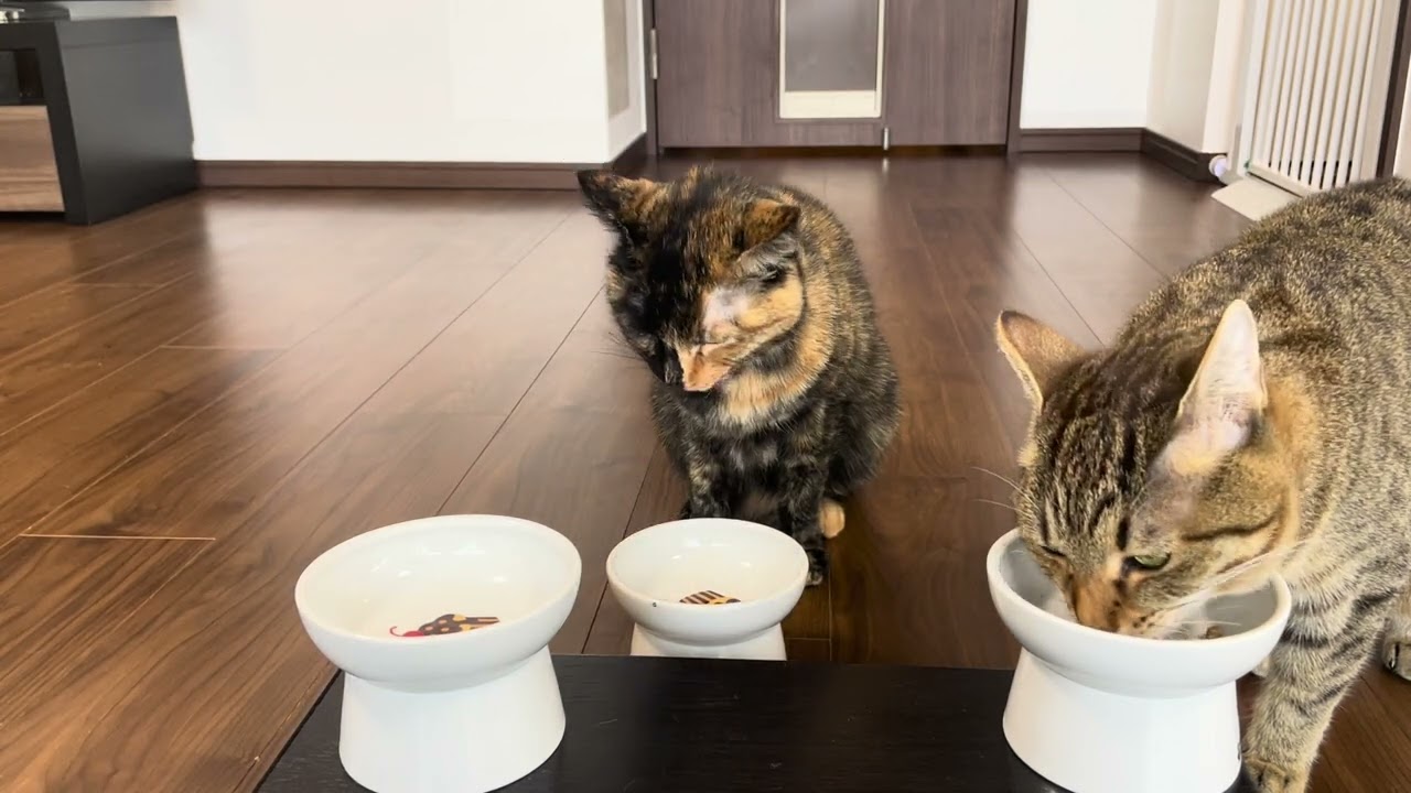 1765 20260207 朝ごはん Enjoy your meal, Bon appetit