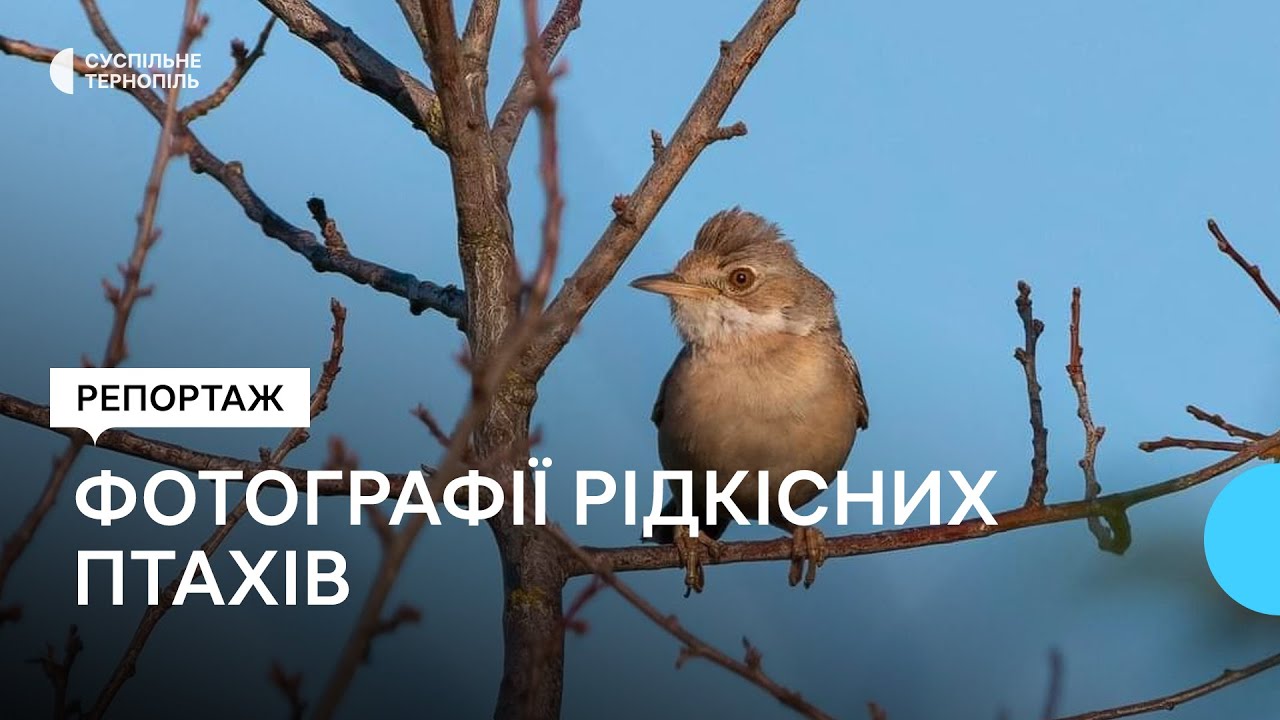 Тернополянин Олександр Гриців фотографує рідкісних птахів