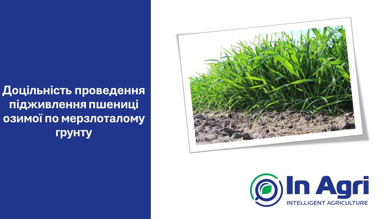 05.1. Доцільність підживлення пшениці озимої по мерзлоталому ґрунту