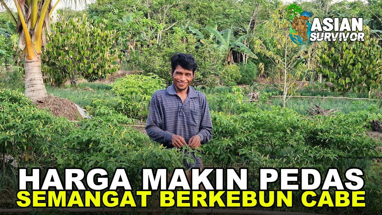 PAK EKO, PERANTAU ASAL RIAU, SEMANGAT BERKEBUN CABE DI TENGAH BAYANG-BAYANG BANJIR PASANG SURUT!