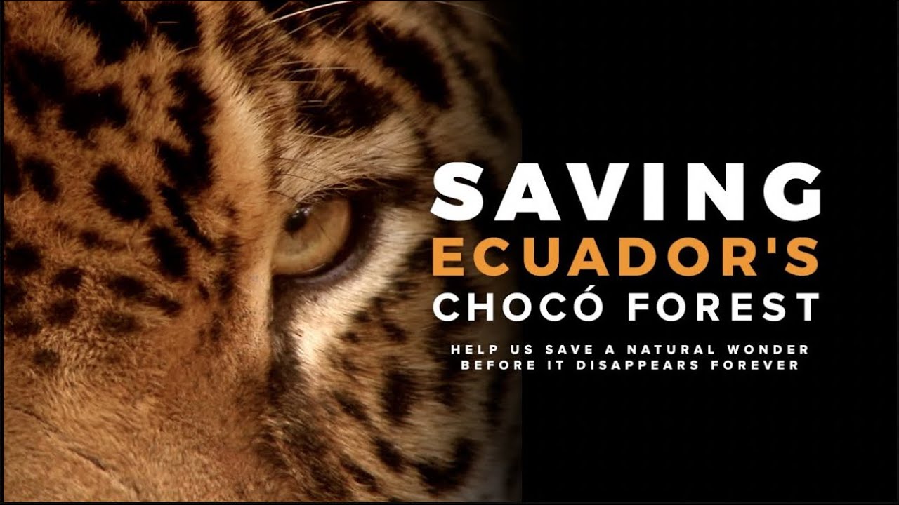 SAVING ECUADOR'S CHOCÓ FOREST