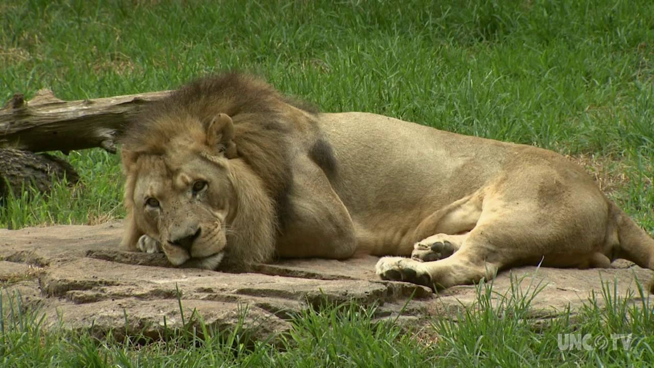 North Carolina Zoo | NC Weekend