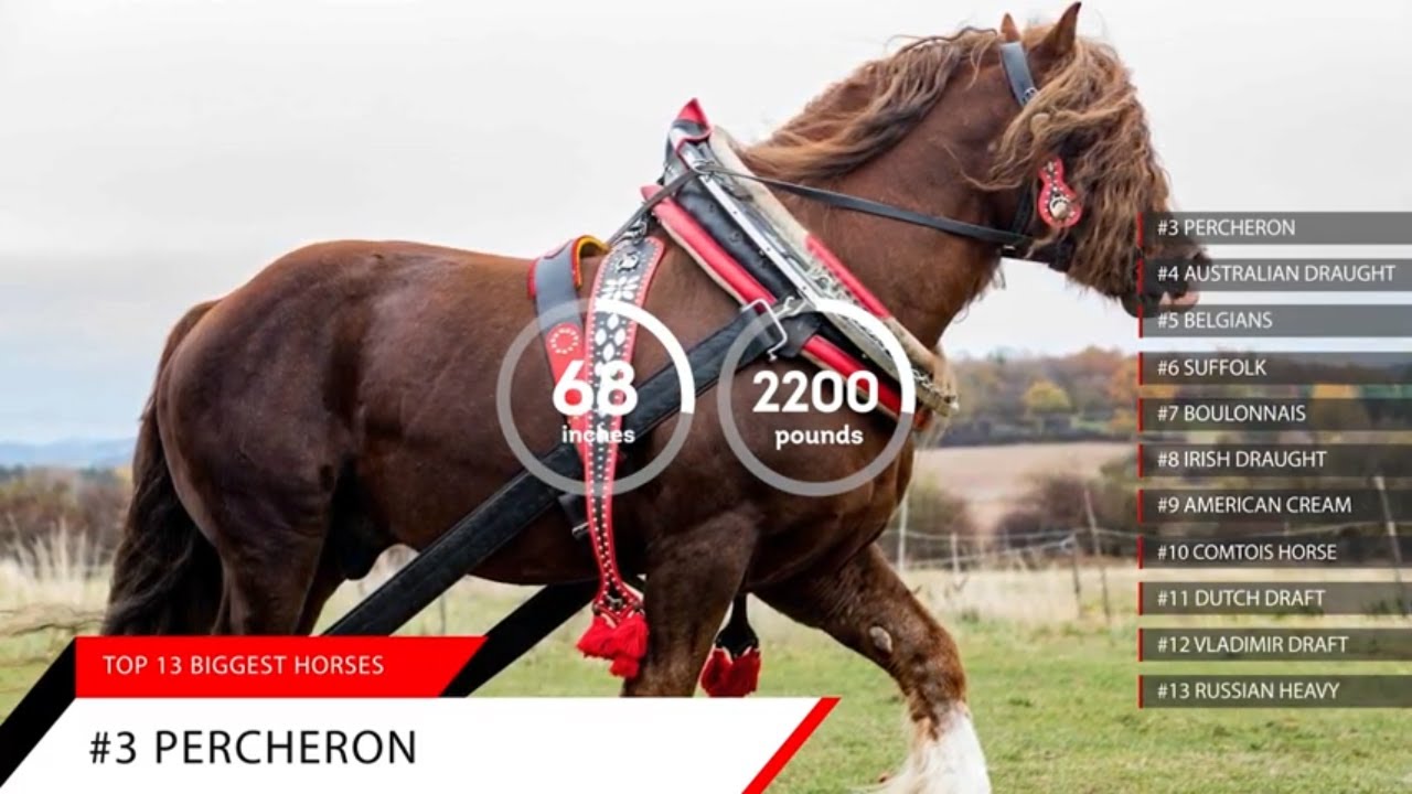 Top 13 Biggest Horses in the World