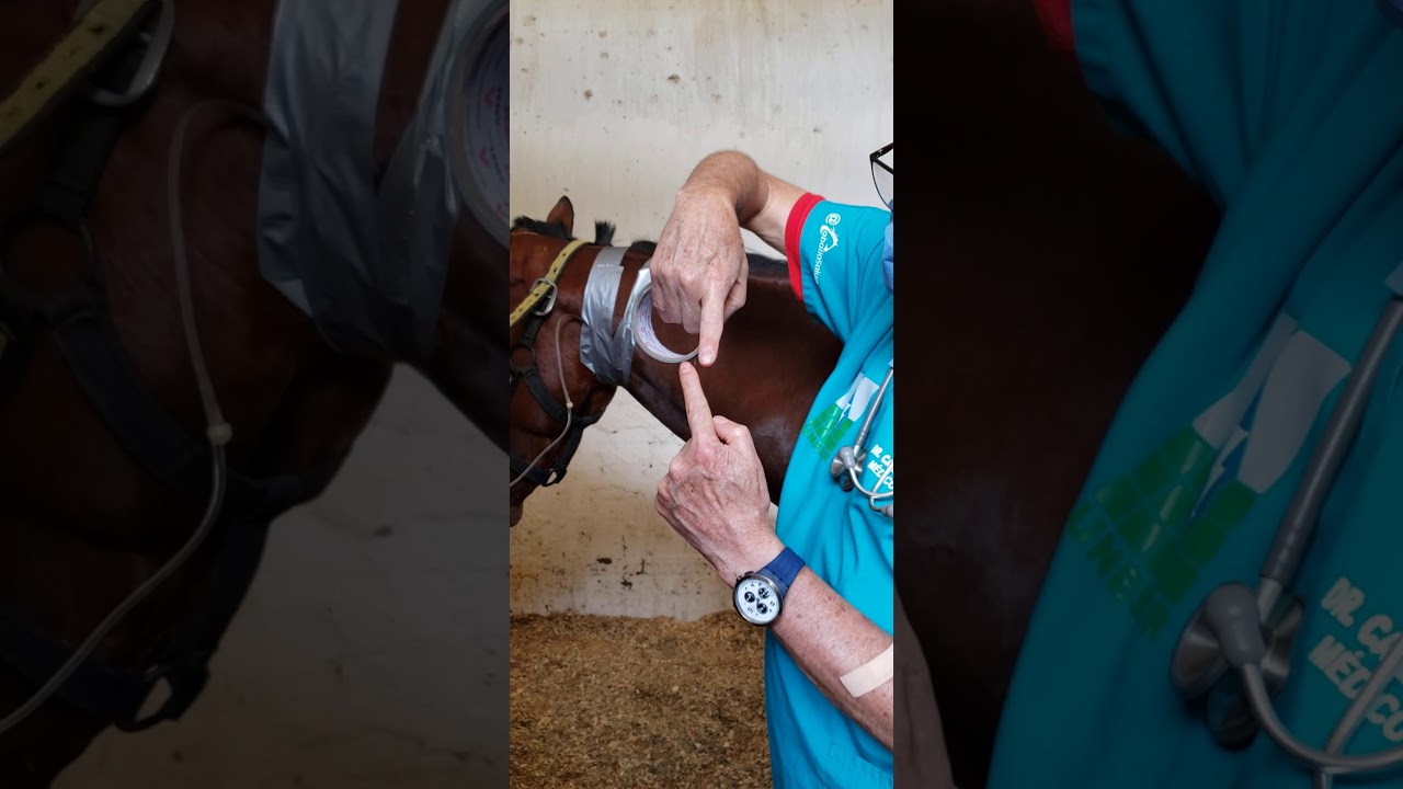 Aplicación de Yelco = Cateter #14 Intravenoso para la hidratación parenteral caballo FanJet INH