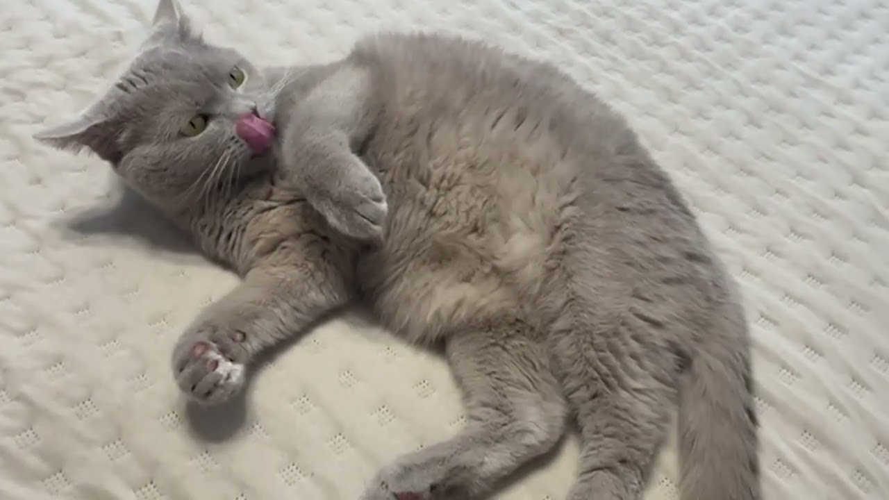 🐾 Scottish Cat Relaxing… But Why Is His Tail Mad? 😼
