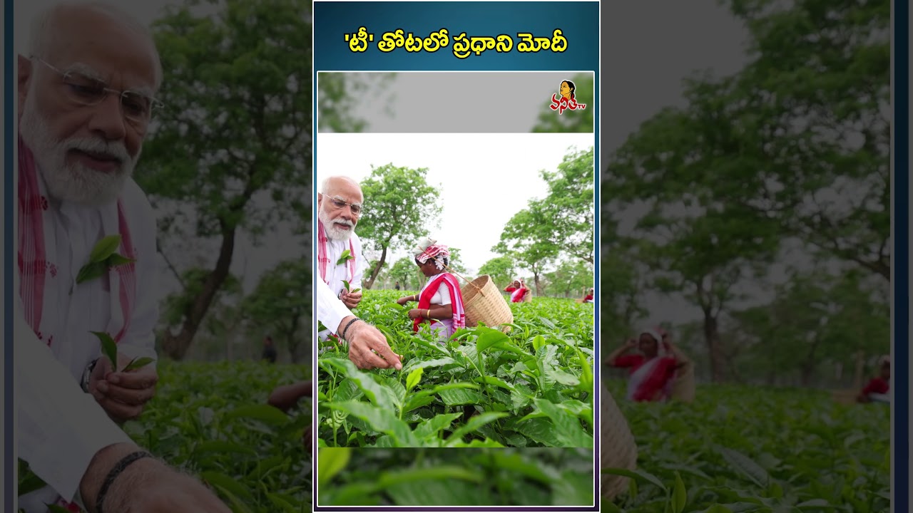 PM Modi Memorable Experience - Visits Assam Tea Garden, Plucks Leaves, Takes Selfies With Workers