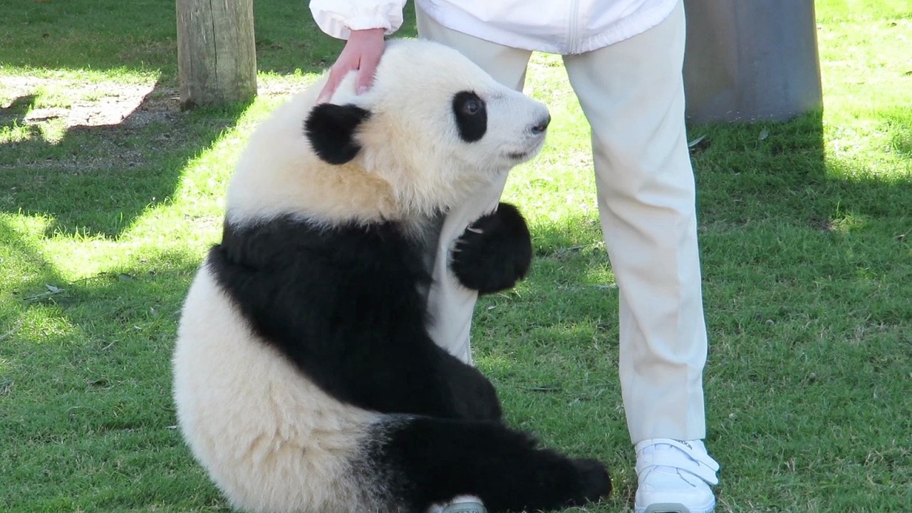 早くミルクが欲しくて飼育員さんの足にしがみつくの可愛すぎる♥ #パンダ #アドベン #アドベンチャーワールド