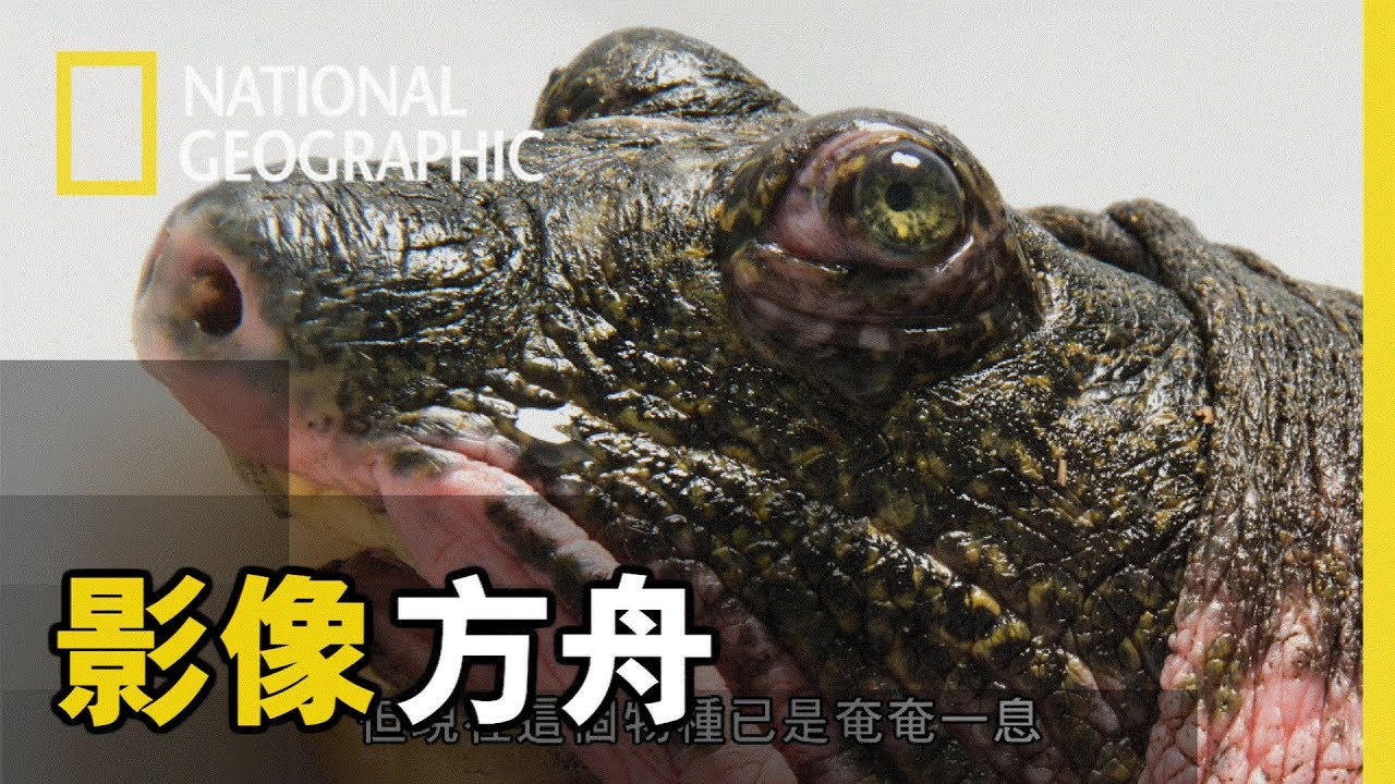 意外發現替稀有的斑鱉做人工授精是一件孤注一擲的事!!　【影像方舟】短片精華版
