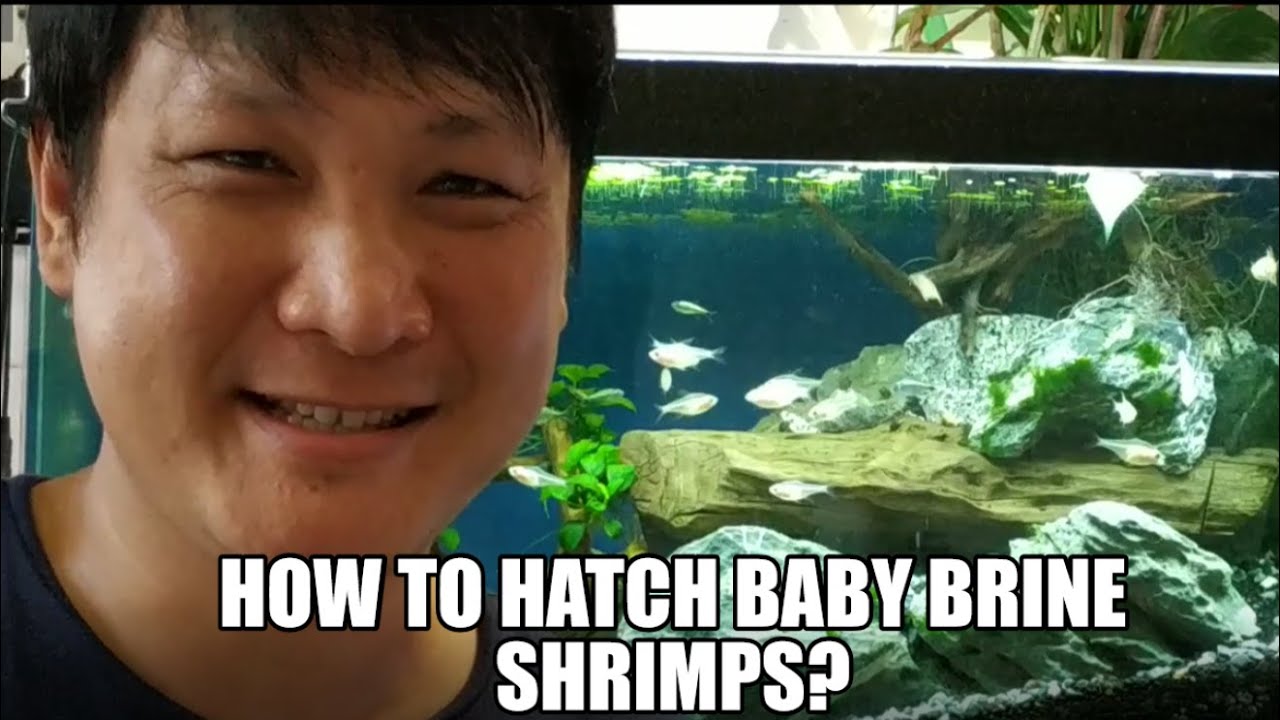 How to Hatch Baby Brine Shrimps! (SIMPLE)