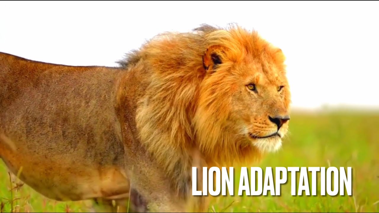 Lion| Lion Adaptation| Adaptation In Lion| Adaptation In Animals| #lion #lionking  #adaptation