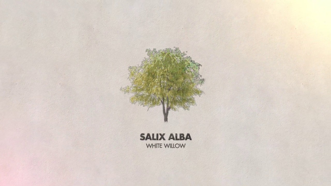 The White Willow (Salix alba) #forforest