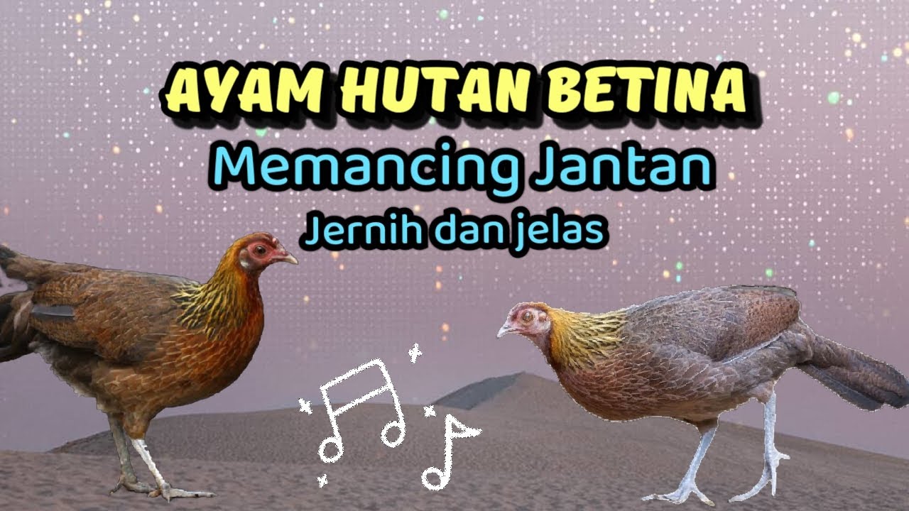 SUARA AYAM HUTAN BETINA UNTUK PANCINGAN JANTAN #ayamhutan #ayamhutanmerah