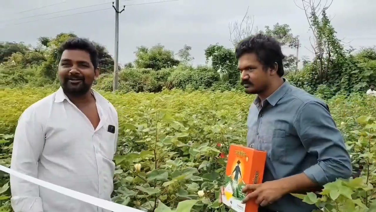 పత్తిలో సమగ్ర కీటక నియంత్రణ ! Complete pest control in cotton ! Indofil kuebiko &Alecto on cotton.