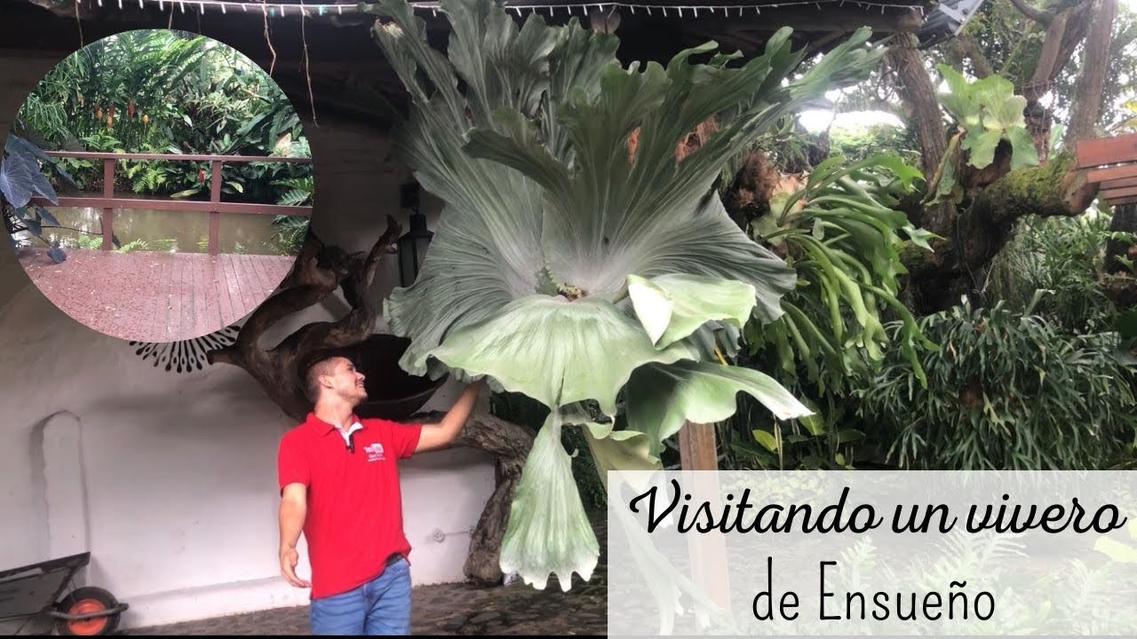 DECORPLANTAS EL PARAISO DE LAS PLANTAS DE FOLLAJE ORNAMENTAL 😍🍀