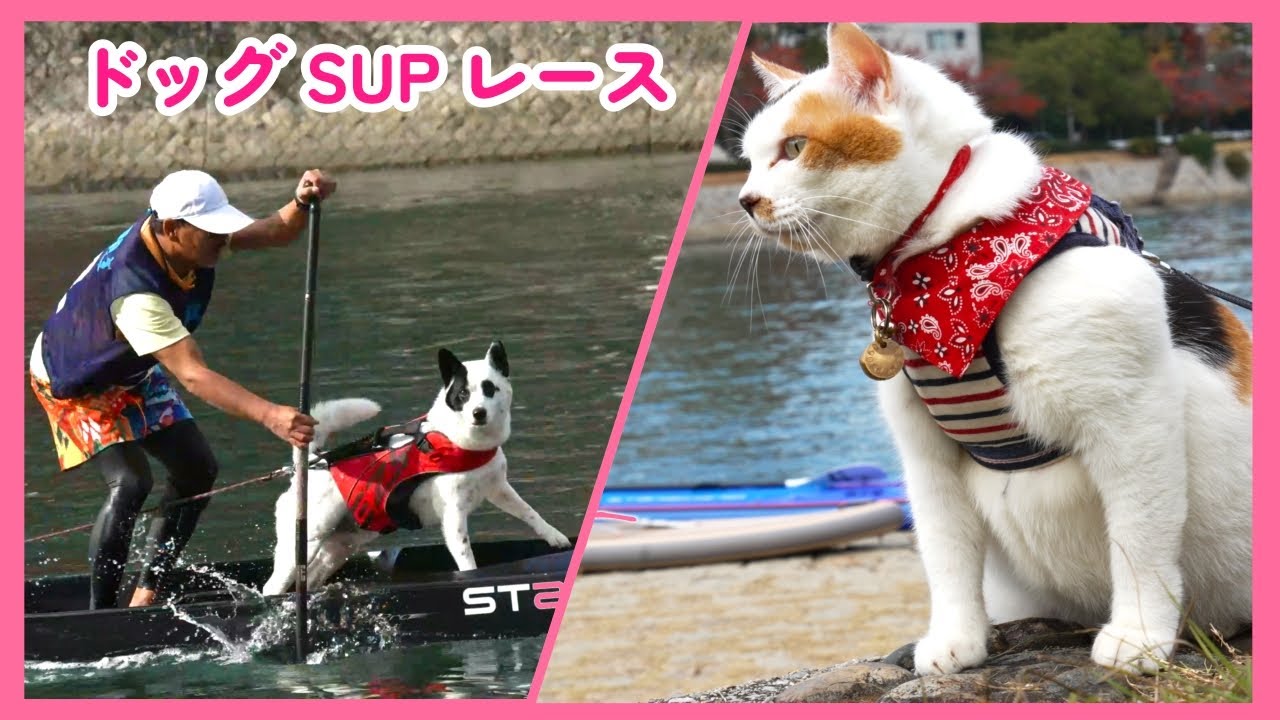 ドッグサップ レース　愛犬をサップに乗せて、一緒にレースします。