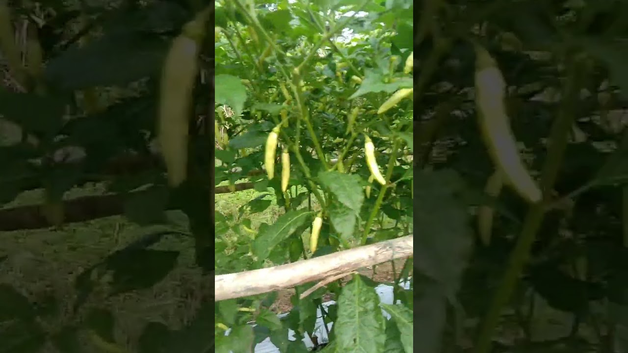 cabe rawit viral vs master