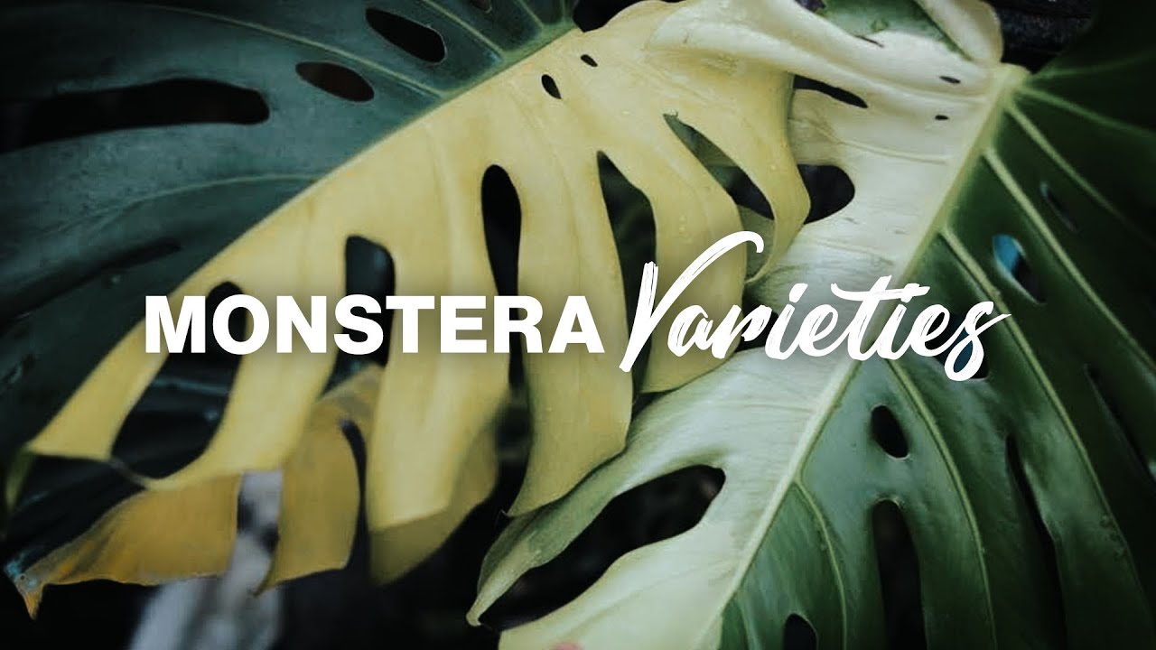 Виды Monstera Deliciosa! | Пестрые и непестрые