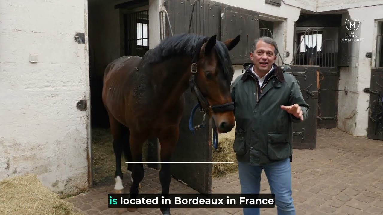 Haras de Malleret Vente de chevaux sub uk