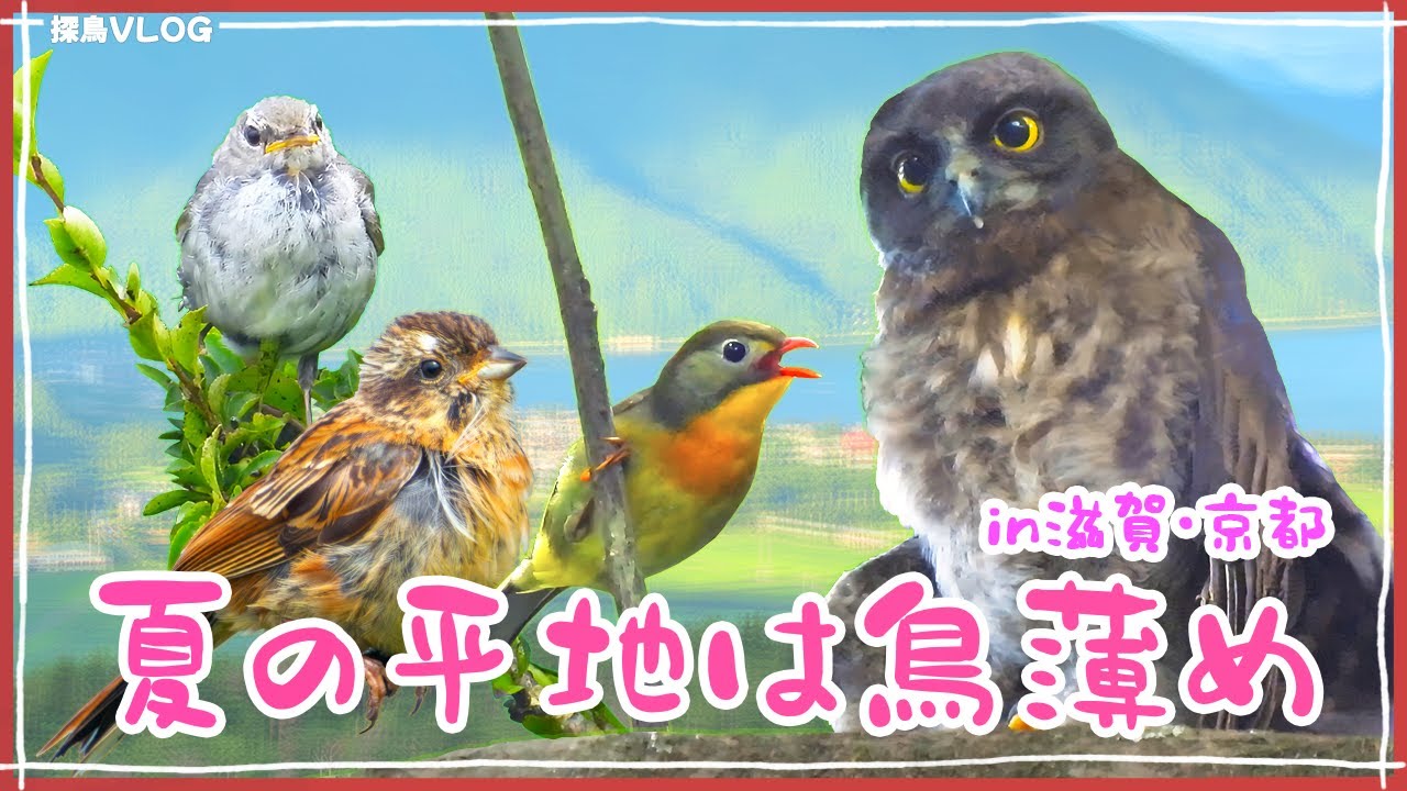 過酷な夏の探鳥…でも、幼鳥たちの水浴びに救われました《野鳥撮影vlog》｜アカゲラ、ソウシチョウ、アオバズク、ヤマガラ